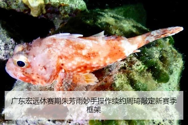 广东宏远休赛期朱芳雨妙手操作续约周琦敲定新赛季框架